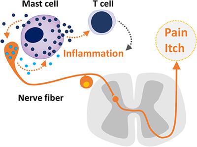 Editorial: Mast Cells in Itch, Pain and Neuro-Inflammation